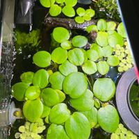 Limnobium laevigatum