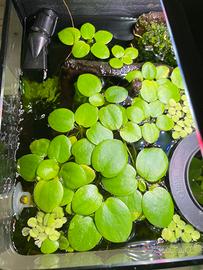 Limnobium laevigatum