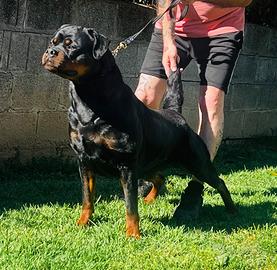 Femmina Rottweiler