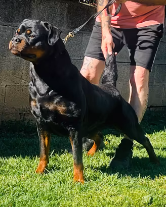Femmina Rottweiler