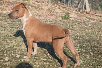 Pitbull maschio ukc bluefawn
