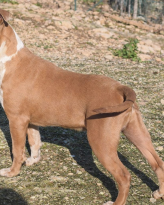 Pitbull maschio ukc bluefawn