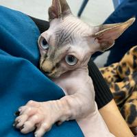 Allevamento Amatoriale