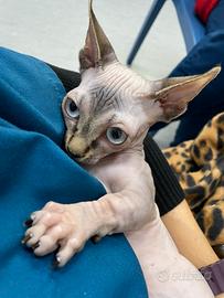 Allevamento Amatoriale