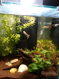 Acquario l. 40 Aquatlantis  (inclusi accessori) 