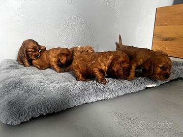 Cuccioli cocker