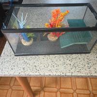 acquario piccolo per tartarughe 