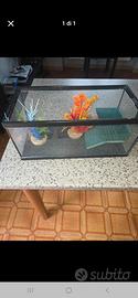 acquario piccolo per tartarughe 