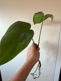 Monstera deliciosa , talea