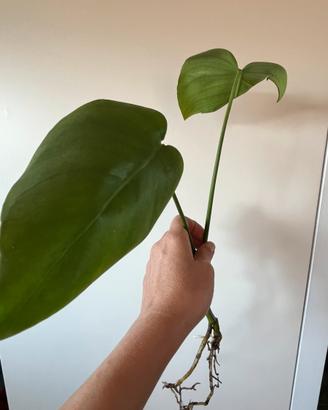 Monstera deliciosa , talea