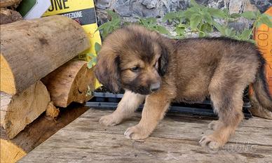 Disponibili cuccioli