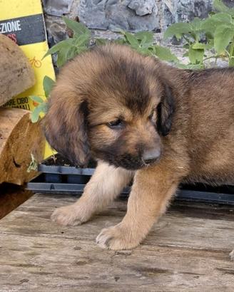 Disponibili cuccioli