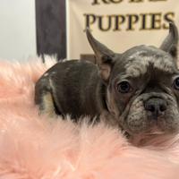 Bulldog francese Maschi e femmine disponibili
