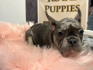 Bulldog francese Maschi e femmine disponibili
