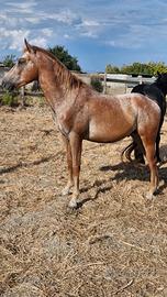 Cavallo appaloosa