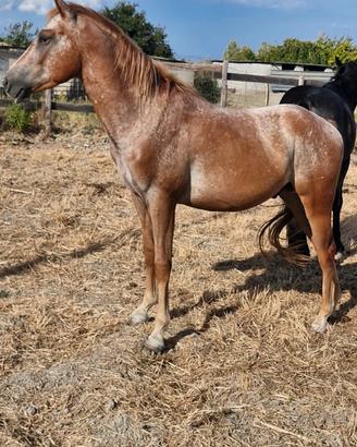 Cavallo appaloosa