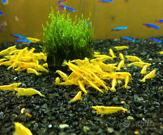 Caridine giallo blu ed altro