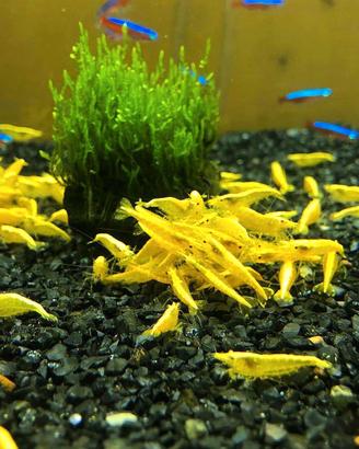 Caridine giallo blu ed altro