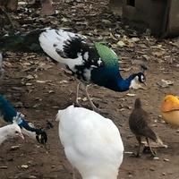 Pavone negripenne Arlecchino