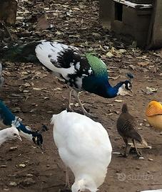 Pavone negripenne Arlecchino