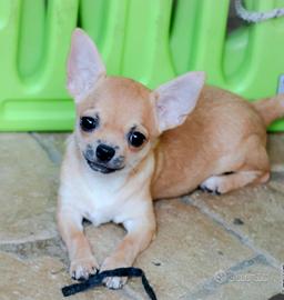 Cucciola chihuahua con pedigree enci