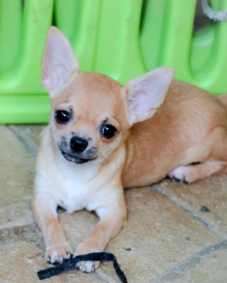 Cucciola chihuahua con pedigree enci