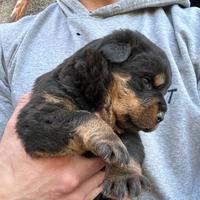 Cuccioli di Rottweiler