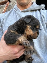 Cuccioli di Rottweiler
