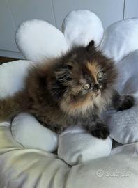 Cuccioli di Gatto Persiano