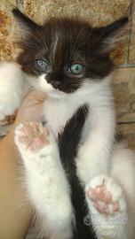 Gattina siberiano 2 mesi femmina