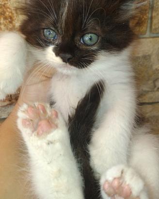 Gattina siberiano 2 mesi femmina