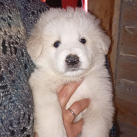 Cuccioli pastore maremmano abruzzese