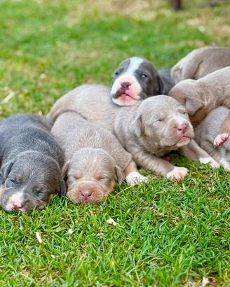 Cuccioli Pit bull