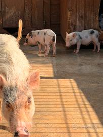 Maialini nani minipig
