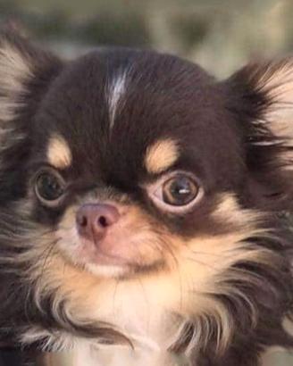 Chihuahua con pedigree Enci