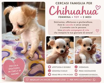cucciolo chihuahua 
