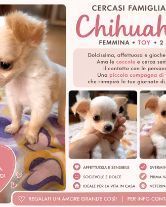 cucciolo chihuahua 
