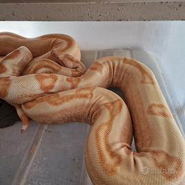 Boa constrictor sunglow jungle riproduttori