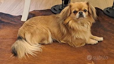 Chihuahua disponibile per monta