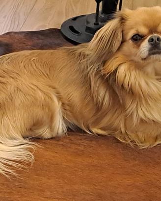 Chihuahua disponibile per monta