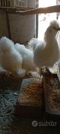 Galline Moroseta