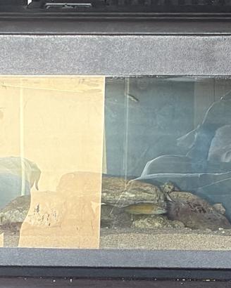 Acquario 120 Litri