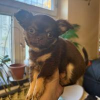 Vendita cuccioli di Chihuahua