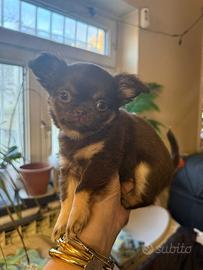 Vendita cuccioli di Chihuahua