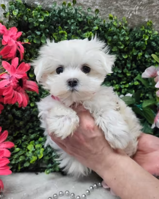 maltese toy