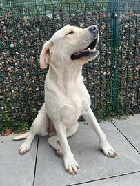 Adozione Labrador
