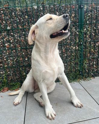 Adozione Labrador