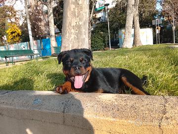 Cucciolo rottweiler