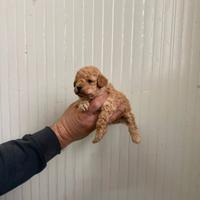 Barboncino mini toy albicocca maschio