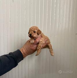 Barboncino mini toy albicocca maschio